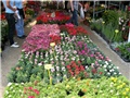Flora art 2011
